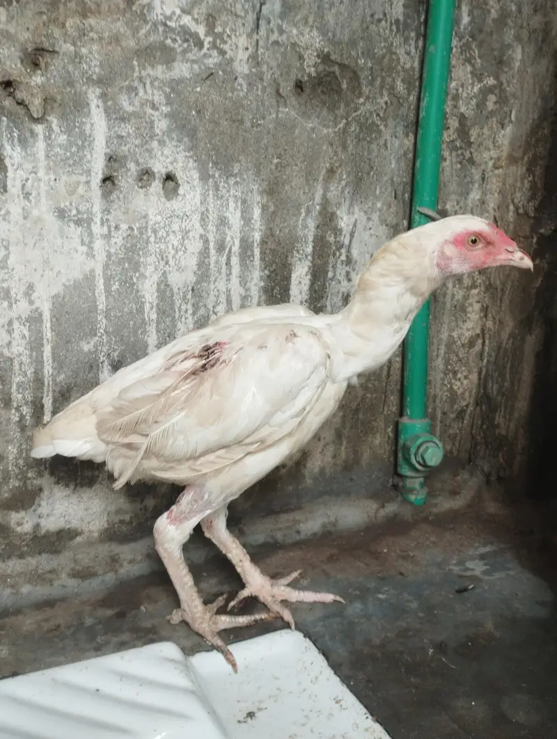 Qulaity heeri Murgi for sale — photo 4
