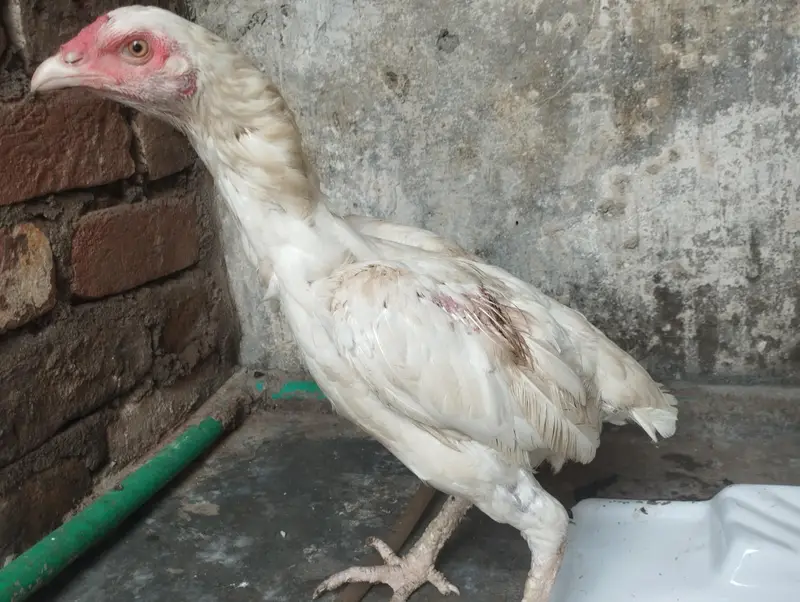Qulaity heeri Murgi for sale — photo 5