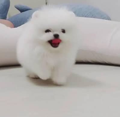 Pomeranian puppies for sale 2 month age urgent sale