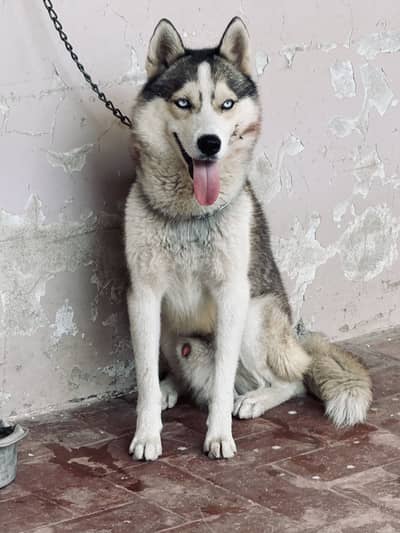 Siberian Husky Pair Male & Female