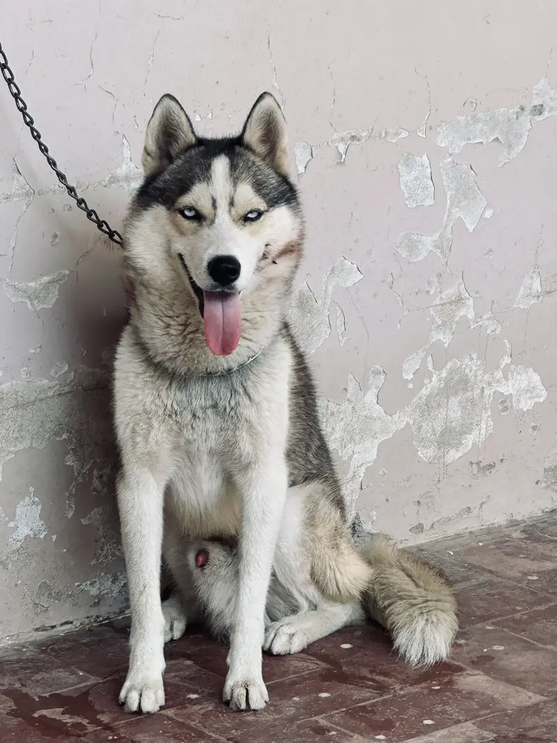 Siberian Husky Pair Male & Female — photo 2