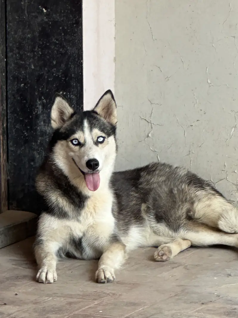 Siberian Husky Pair Male & Female — photo 3