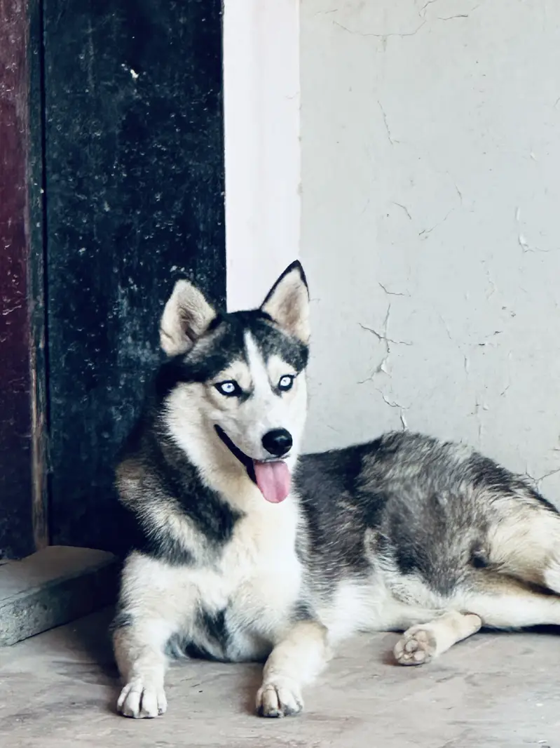 Siberian Husky Pair Male & Female — photo 4