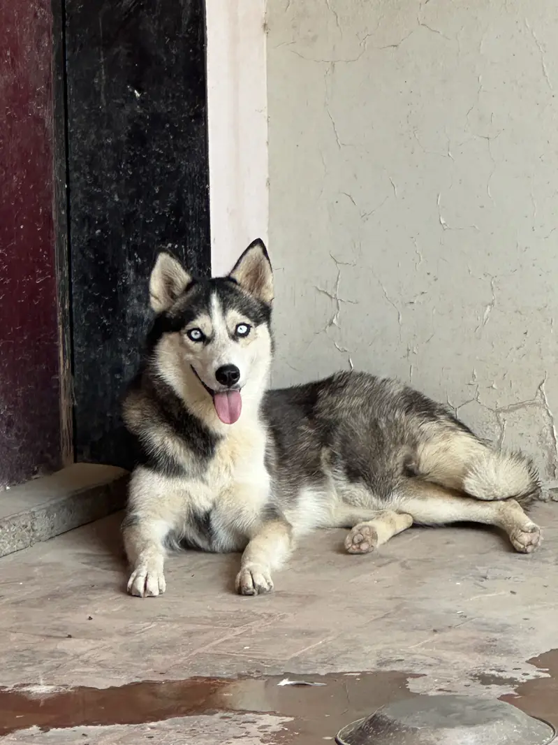 Siberian Husky Pair Male & Female — photo 5