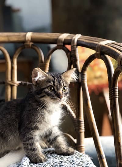 Kittens for sale