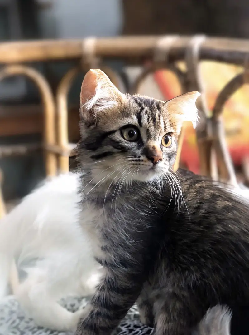 Kittens for sale — photo 2
