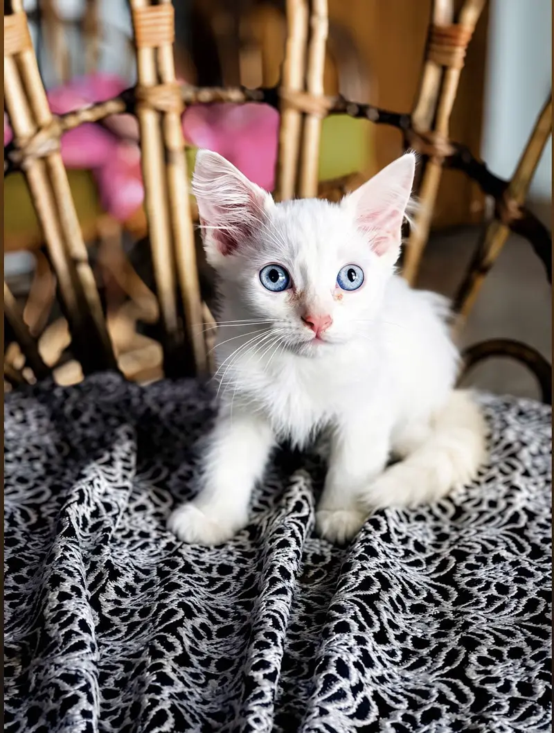 Kittens for sale — photo 3