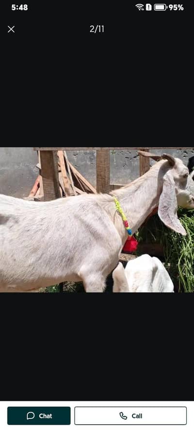 dood wali bakri. for. + bach