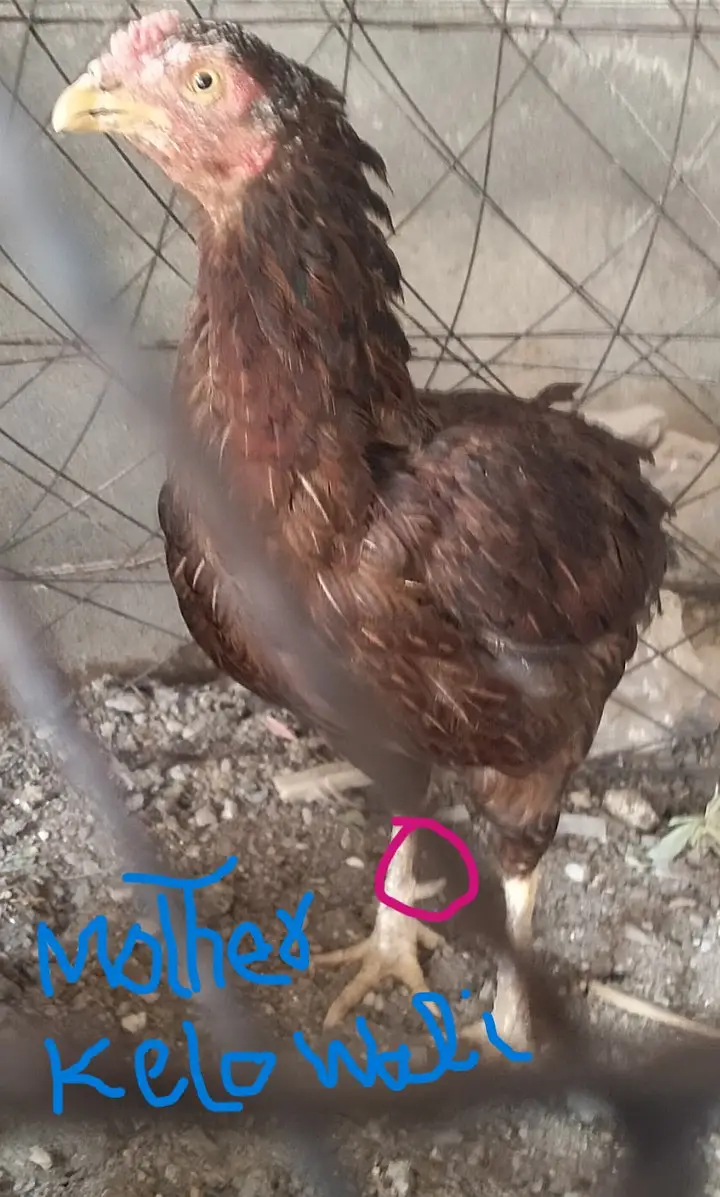 Lasani Mushka and Miawali Cross chicks — photo 12