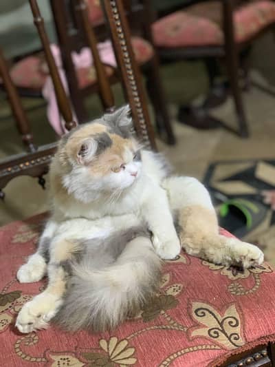 person cat