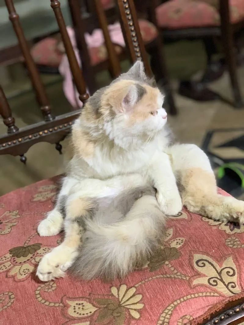 person cat — photo 2