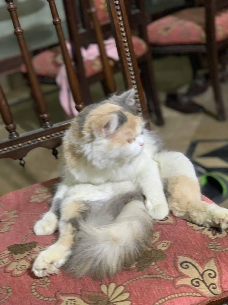 person cat 2