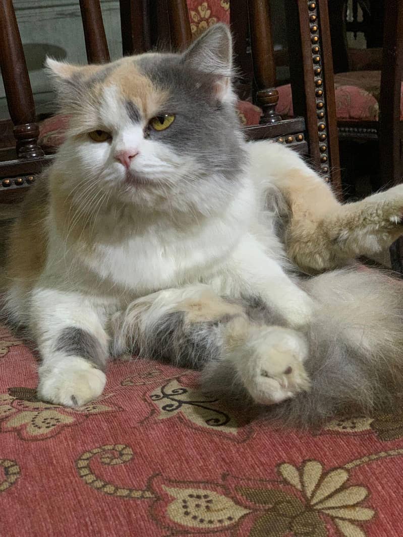 person cat 4