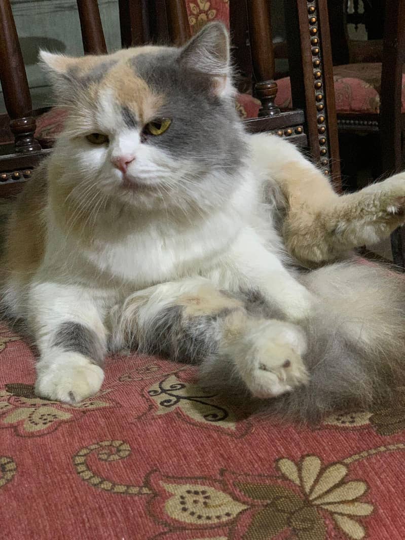 person cat 5
