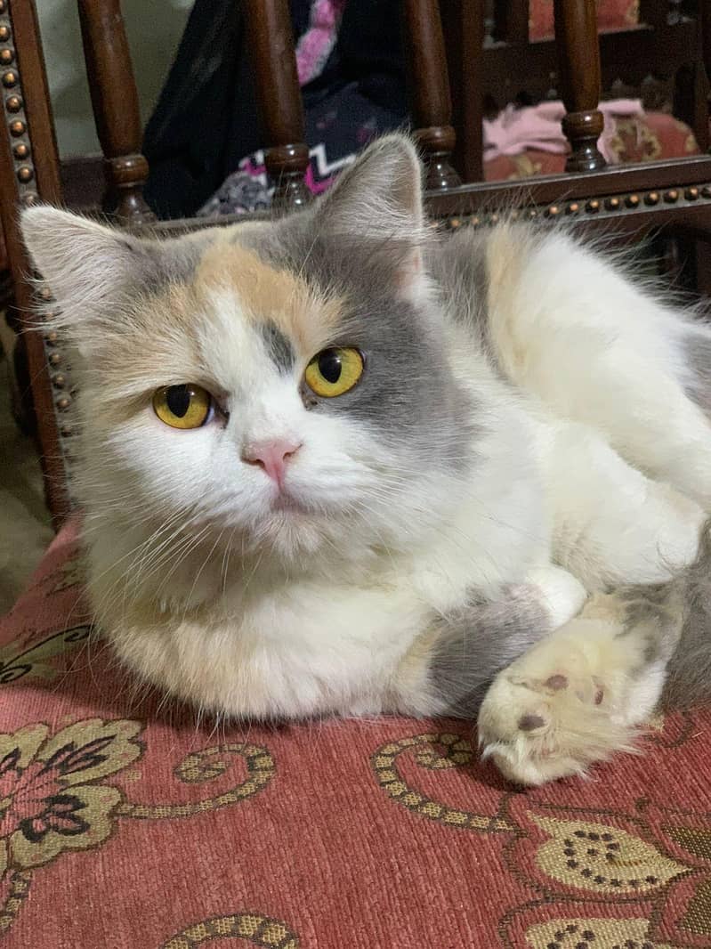 person cat 7