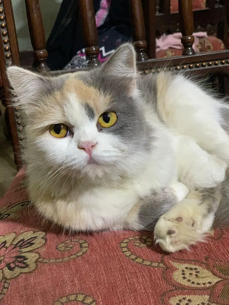 person cat — photo 8