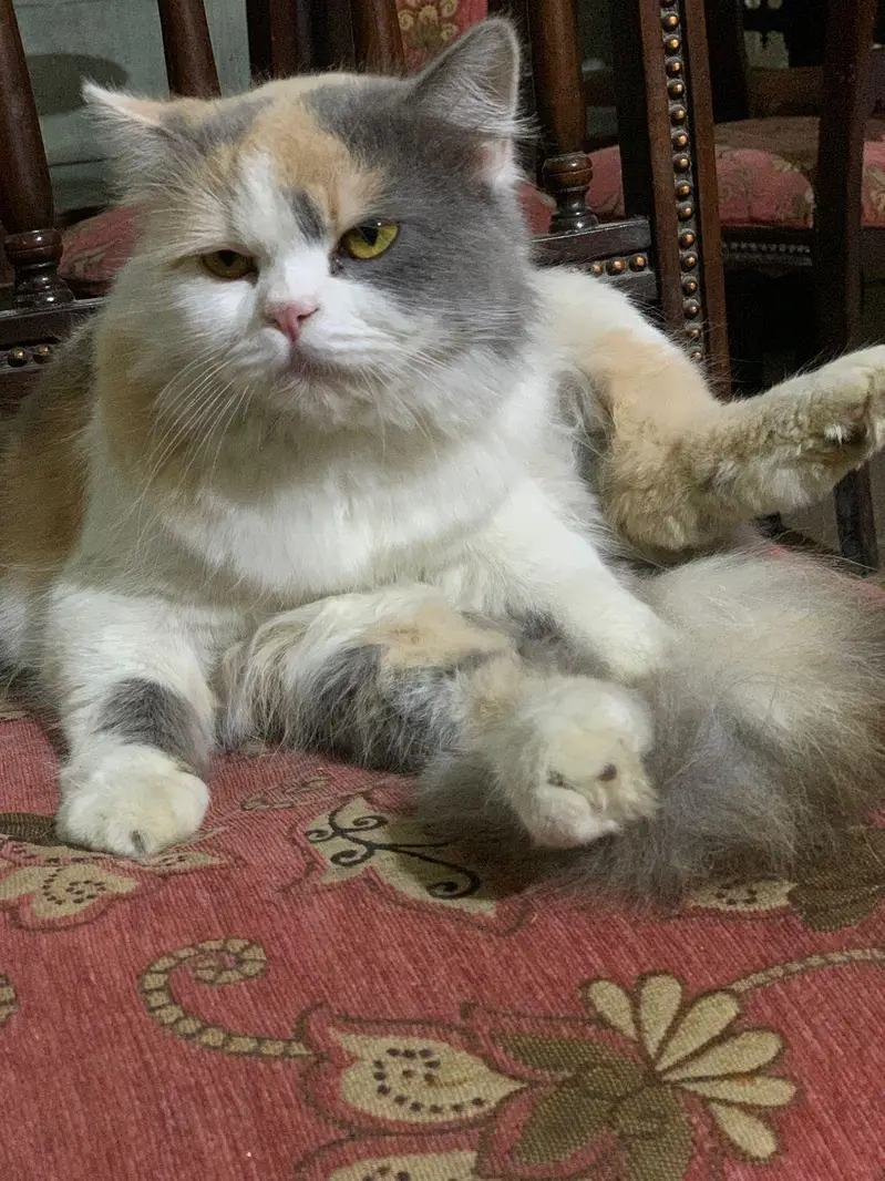 person cat — photo 9