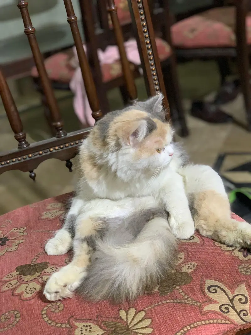 person cat — photo 10