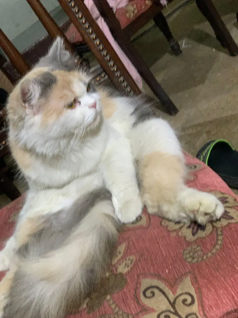 person cat — photo 11
