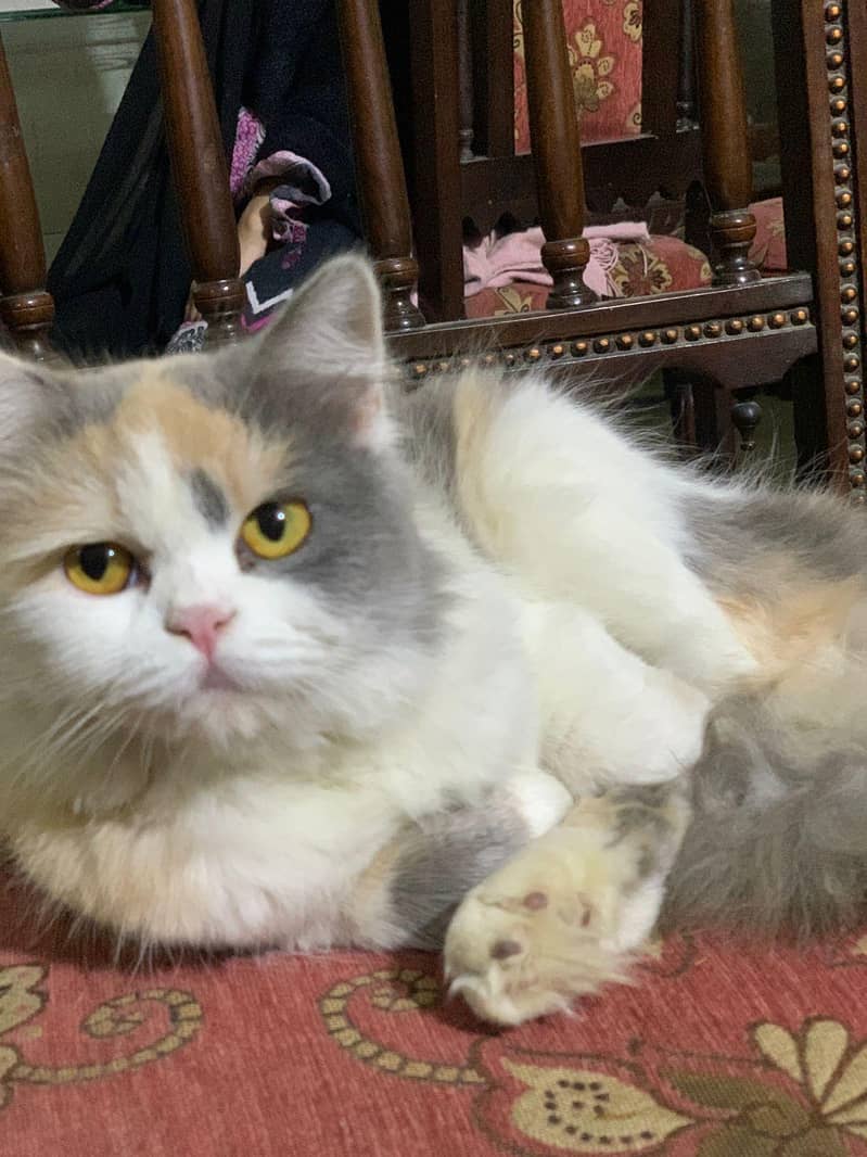 person cat 11