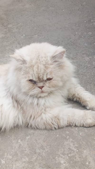 high quality male triple coat punch face