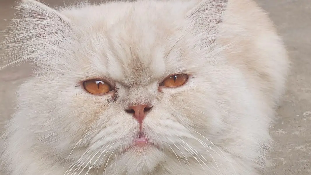high quality male triple coat punch face — photo 2