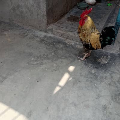 aseel hen & Desi murga for sale