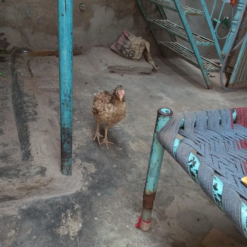 aseel hen & Desi murga for sale — photo 2