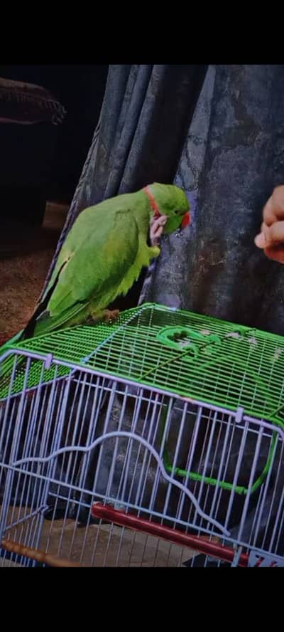 Green ringneck