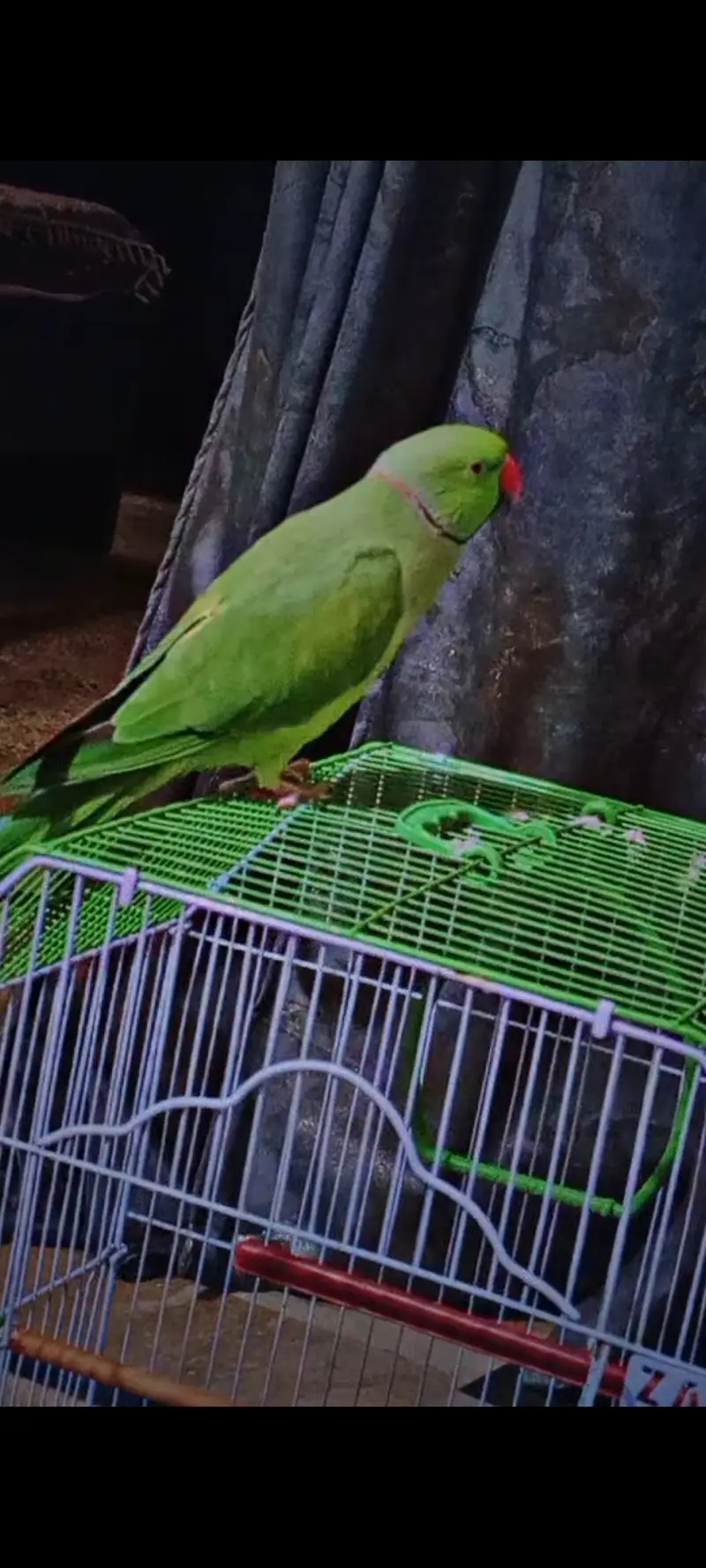 Green ringneck — photo 2
