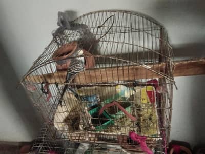 Breeding Budgies Pair for Sale | 2 Times Breed Pair