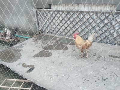 Desi hens available for sale