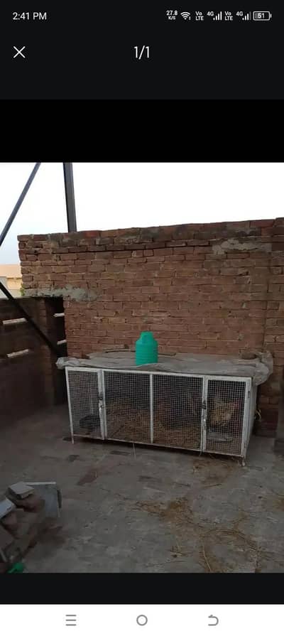 Hen cage