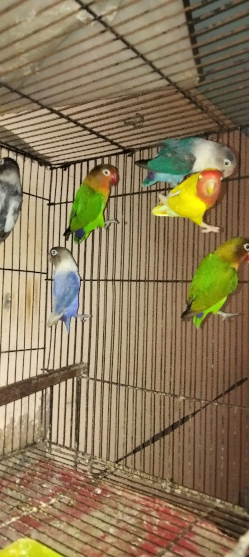 Love birds