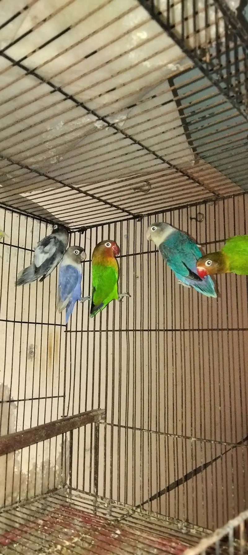 Love birds — photo 2