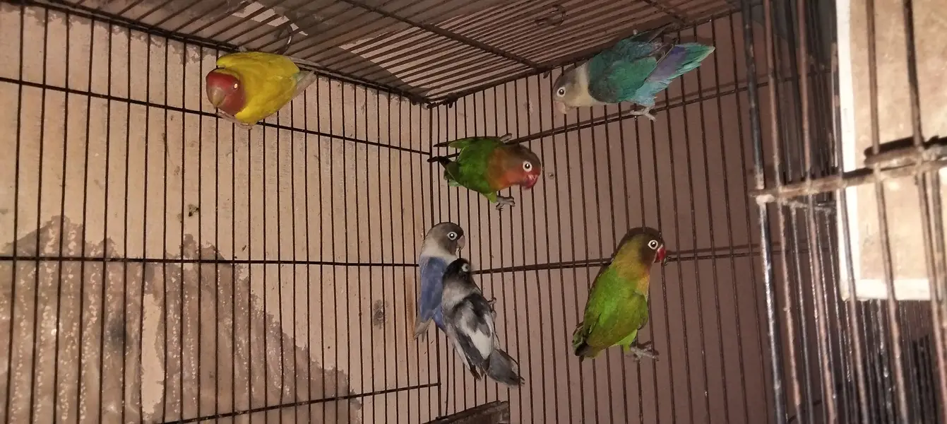 Love birds — photo 3