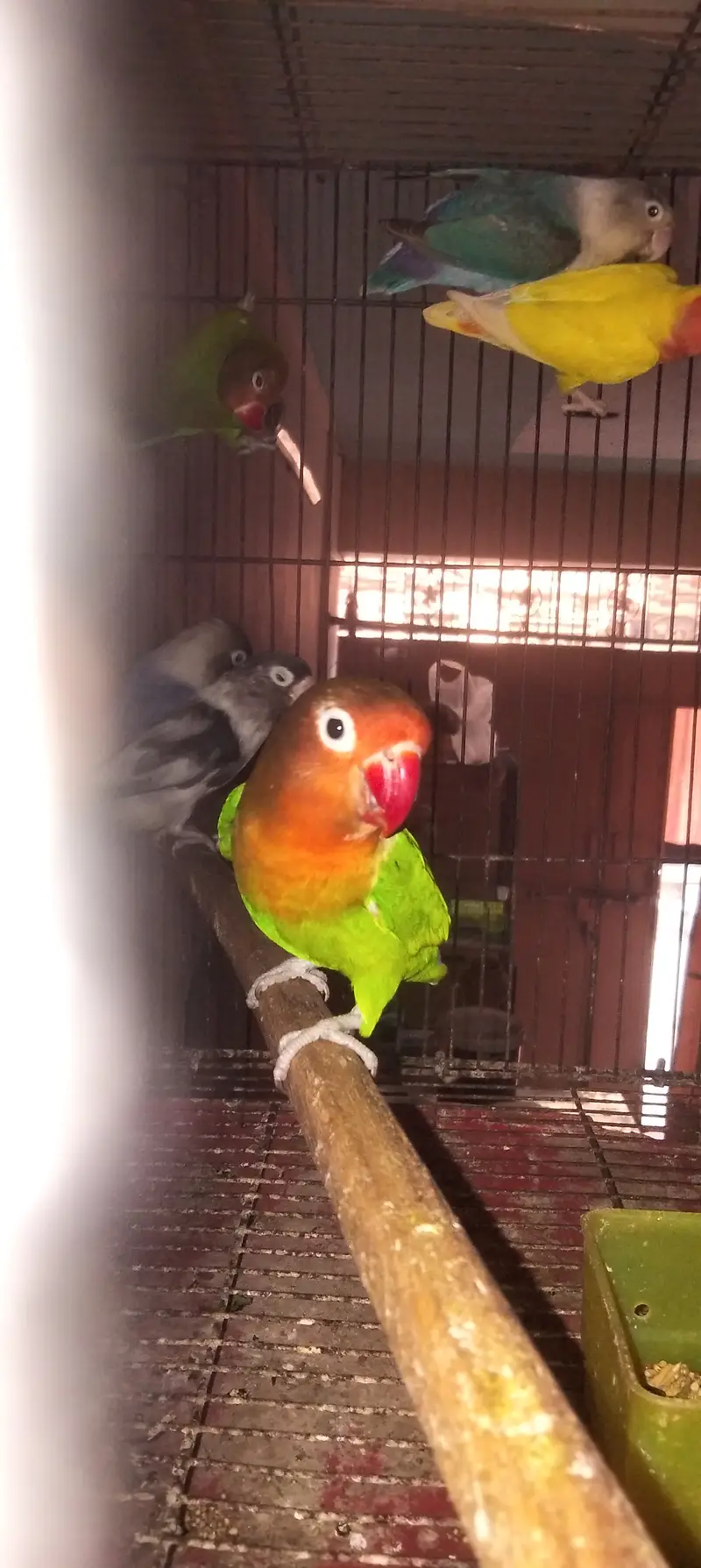 Love birds — photo 4