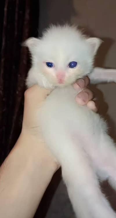 Cat For Sale
