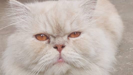 Persian punch face stud male for sale
