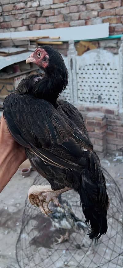 mazbot choty size my bhot achi breedar madi