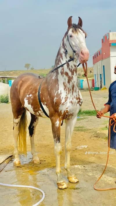 HORSES