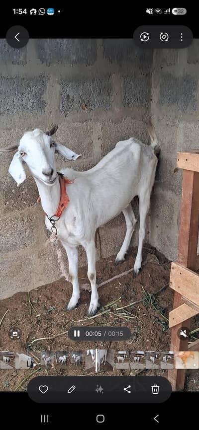 Desi Female Bakri with one kid
