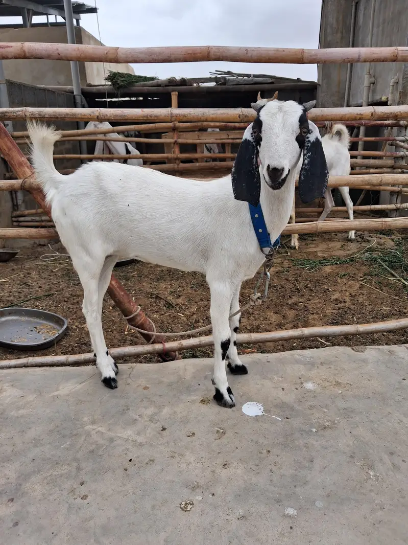 Desi Female Bakri with one kid — photo 2