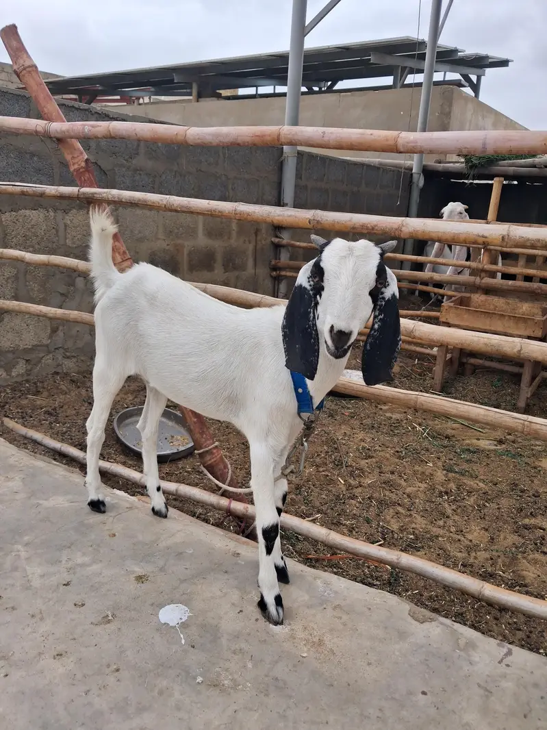 Desi Female Bakri with one kid — photo 3