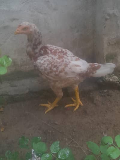 Aseel white and red motted