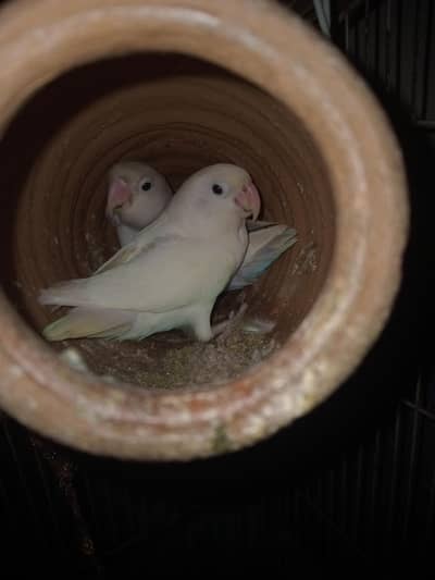 Lovebirds