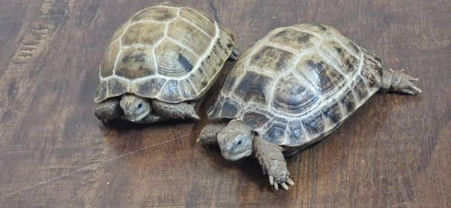 Russian Tortoise