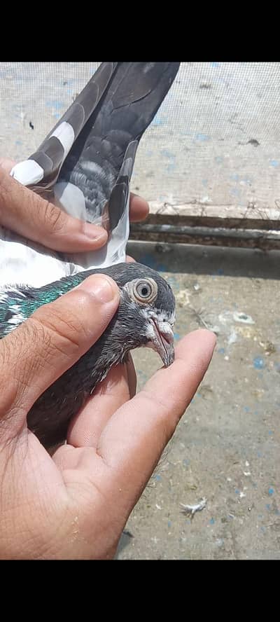 ferozepuri, teddy,sialkoti, pigeon for sale
