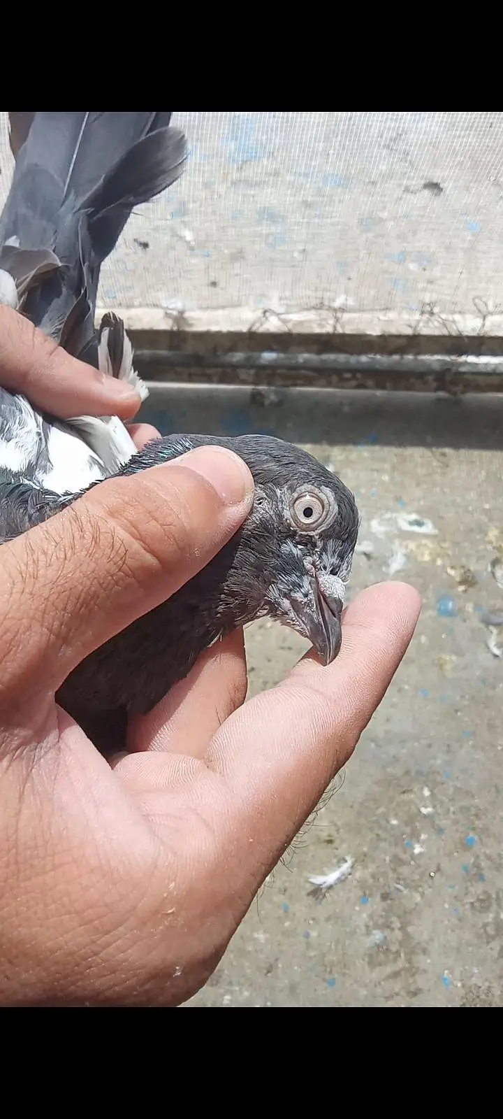 ferozepuri, teddy,sialkoti, pigeon for sale — photo 2