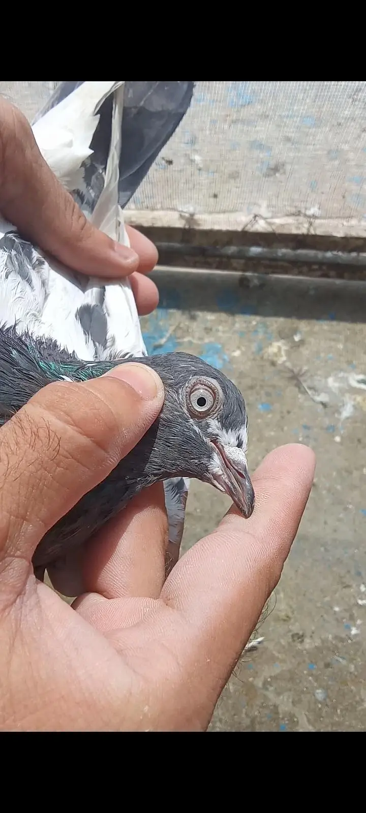 ferozepuri, teddy,sialkoti, pigeon for sale — photo 3